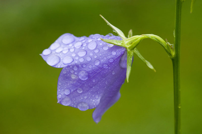 Hoa chuông xanh thường nở từ tháng 1-5 (tùy vào điều kiện khí hậu).