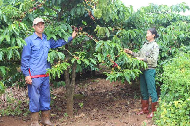 Vườn cà phê của ông Lê Văn Hội dự kiến cho năng suất cao hơn năm trước 10 tấn. Ảnh: N.D.