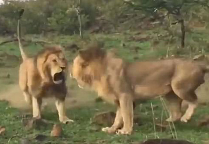 Không chịu nhún nhường, con sư tử trẻ tuổi cũng quay lại tấn công người anh của nó.