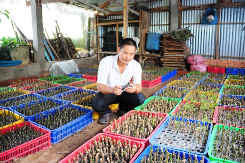 Anh Vũ Công Định đang kiểm tra cây giống trước khi chuyển giao cho khách hàng.