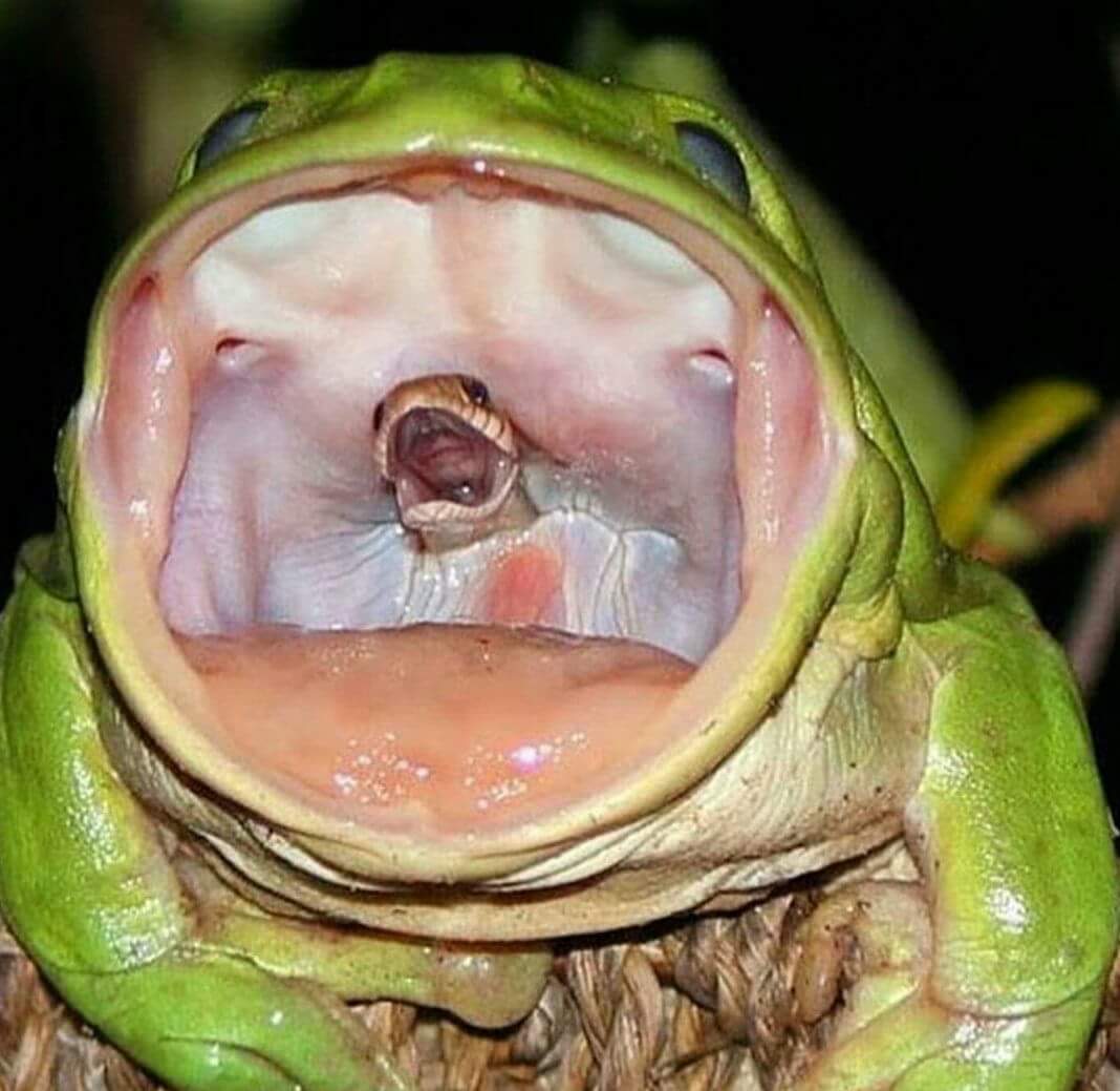 Khoảnh khắc đầu rắn há miệng ở trong miệng ếch xanh. Nguồn: Livescience