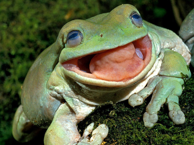 Ếch xanh cây được xem là loài ếch cực kỳ ăn tạp. Nguồn: Livescience