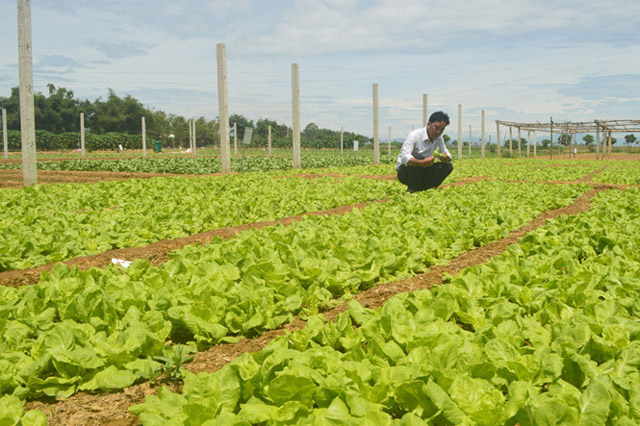 Vùng sản xuất rau an toàn theo tiêu chuẩn VietGAP ở TP.Quảng Ngãi. Ảnh: Hiền Cừ.