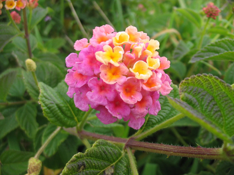 Cây hoa ngũ sắc có tên khoa học là Lantana camara.