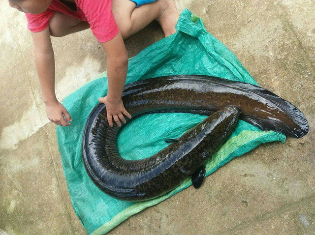 Con cá chình nặng 14 kg câu được tại hồ thủy điện Đắkdrinh.