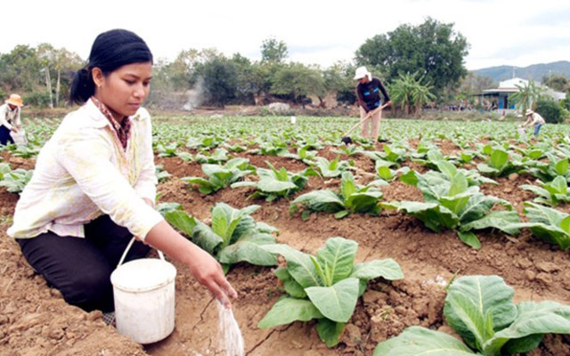 Phụ nữ thôn Mỹ Hiệp (xã Mỹ Sơn,Ninh Sơn) chăm sóc rau.