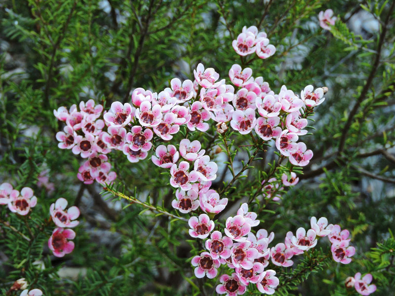 Loài hoa này có nguồn gốc từ Australia.