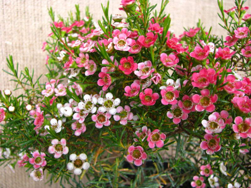 Hoa thường nở rộ vào mùa Hè và Thu.