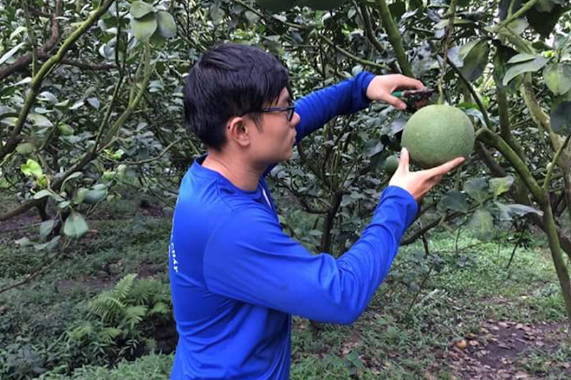 Nông dân huyện Châu Thành chăm sóc vườn cây ăn trái.
