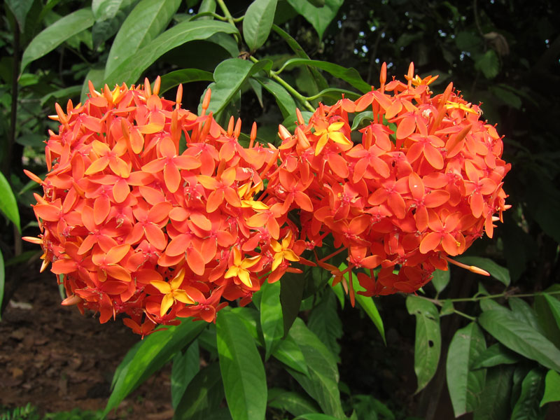 Ở Việt Nam, hoa mẫu đơn đỏ được trồng rộng rãi ở nhiều nơi. Nó vừa có thể trồng làm cảnh hoặc làm thuốc.