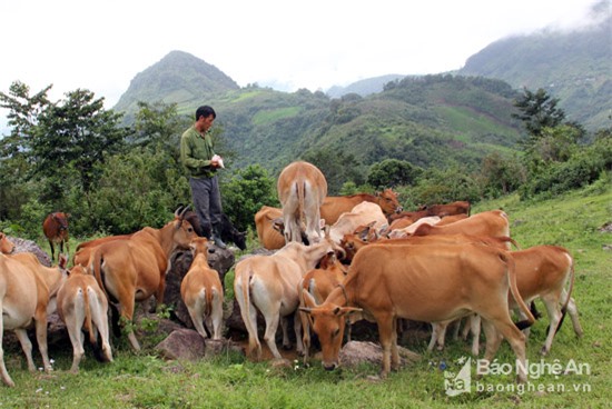 Đàn bò của gia đình ông Lầu Chống Tủa, bản Trường Sơn, xã Nậm Cắn, huyện Kỳ Sơn. Ảnh: Hồ Phương