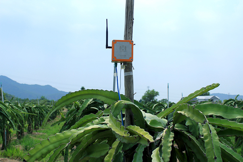 Giải pháp MimosaTEK ứng dụng ở vườn thành long tỉnh Bình Thuận. Ảnh: Lan Anh