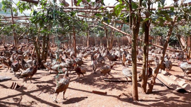 Kỹ Thuật Nuôi Chim Trĩ 7 Màu Sinh Sản-Trang Trại Vườn Chim Việt