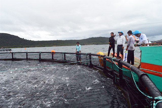 Nuôi cá công nghiệp trên biển bằng lồng tròn theo công nghệ Na Uy ở Phú Quố. Ảnh: Anh Phương.