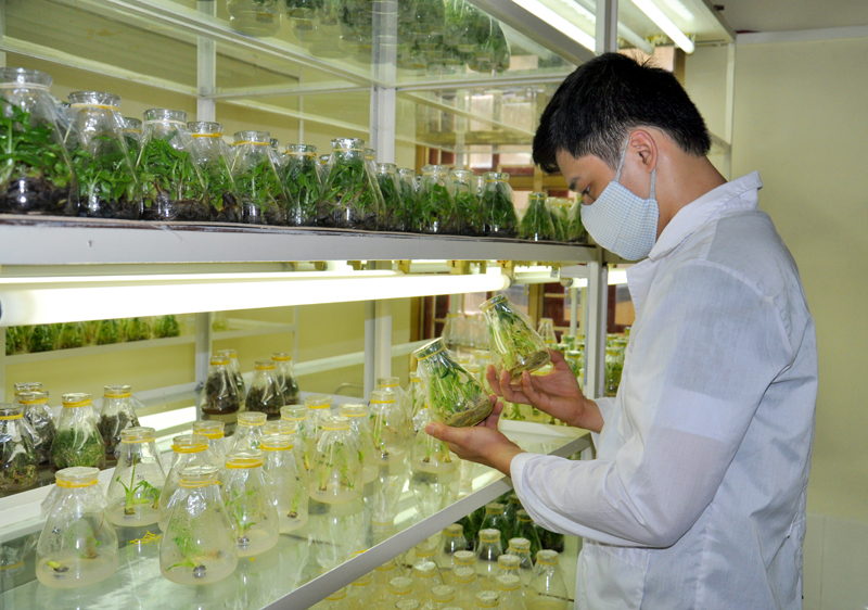 Nghiên cứu, nhân giống một số cây trồng đặc sản bằng công nghệ mới tại Trung tâm Ứng dụng tiến bộ khoa học và công nghệ tỉnh Bắc Kạn.