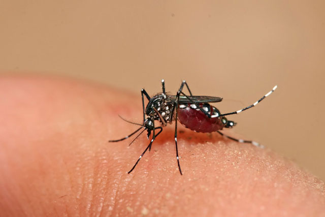 Muỗi hút no máu với cơ thể nặng nề vẫn bay thoát thành công. Ảnh: Popular Science.