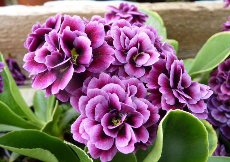 Đây là loài thực vật có hoa trong họ Anh thảo (Primulaceae).