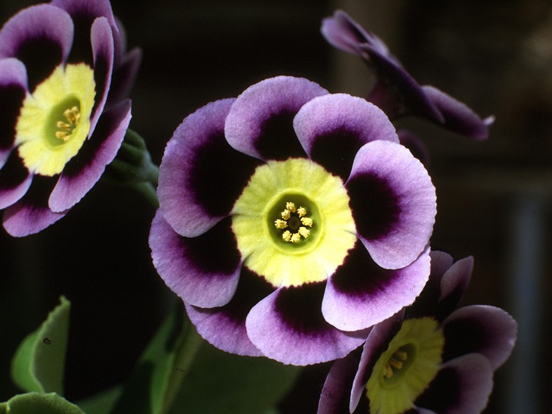 Loài hoa này được mô tả khoa học lần đầu tiên vào năm 1753.