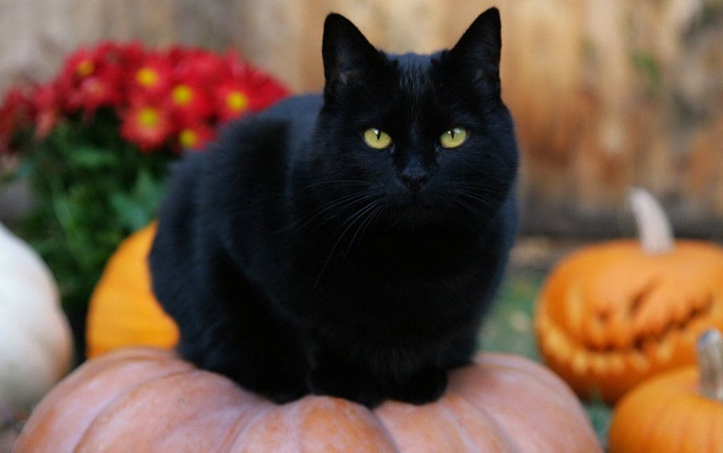 Mèo đen: Thường bị coi là biểu tượng của xui xẻo, hình ảnh mèo đen là một phần không thể thiếu của lễ Halloween. Quan niệm này có từ thời Tiền Trung Cổ, khi các cuộc săn phù thủy thường xuyên diễn ra. Nhiều phụ nữ lớn tuổi sống một mình bị buộc tội, và mèo cưng của họ bị cho là những con vật ma quỷ, hầu cận của phù thủy. Một truyền thuyết thời trung cổ khác cho rằng Satan biến thành mèo khi liên lạc với các phù thủy. Ảnh: Theodysseyonline.