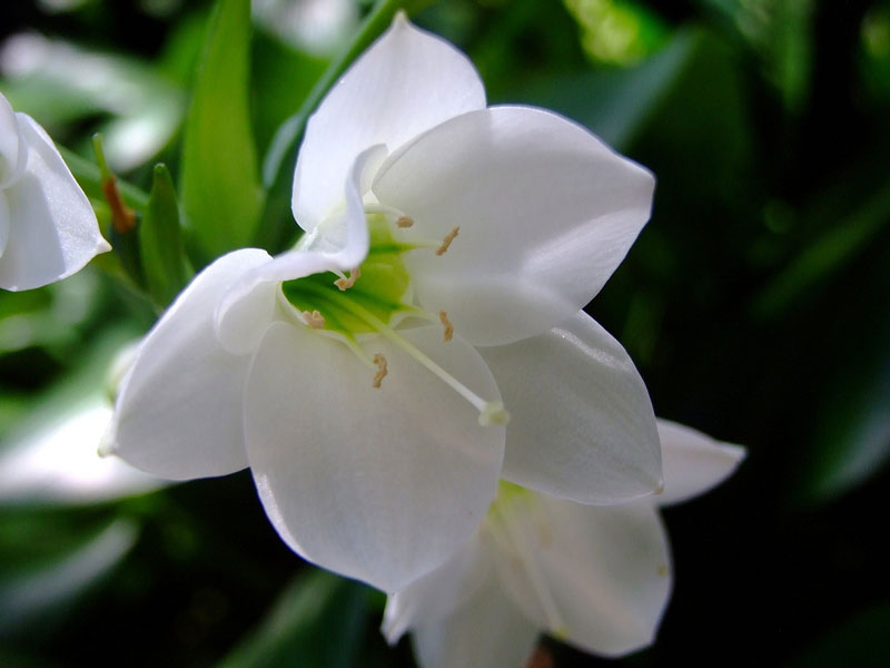 Hoa ngọc trâm dễ trồng, thích nghi được với cả khí hậu mát mẻ lẫn nắng nóng.