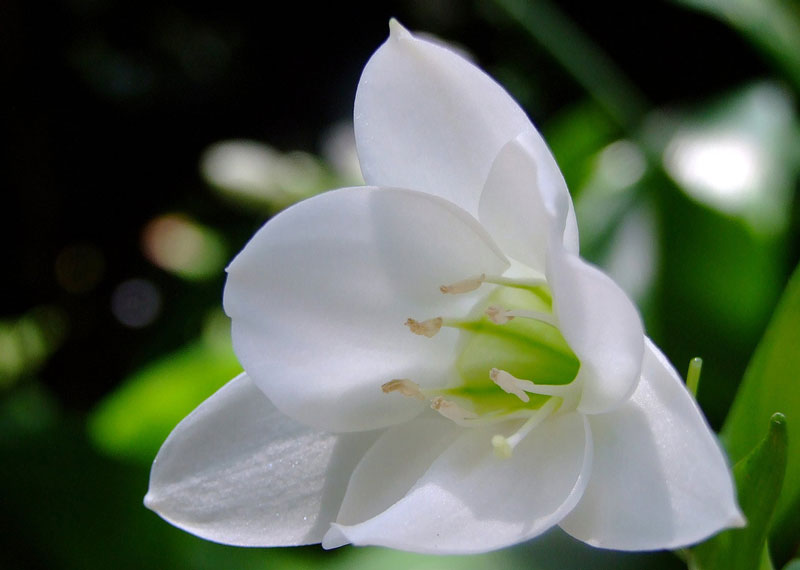 Hoa ngọc trâm có tên khoa học là Eucharis.