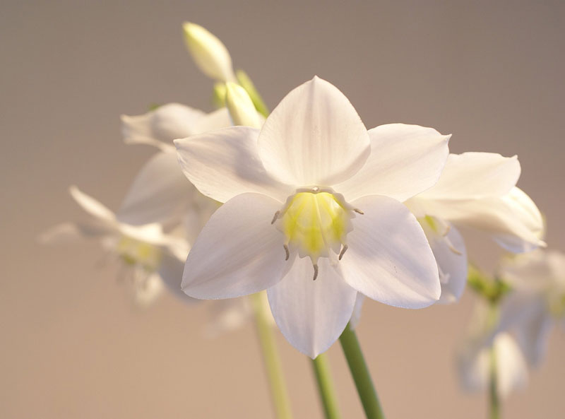 Hoa lớn, có màu trắng hay trắng vàng nhạt, có cuống dài. Cánh hoa hợp thành ống ở gốc, trên chia 6 thùy thuôn nhọn. Nhị 6 dính trên ống bao hoa. 