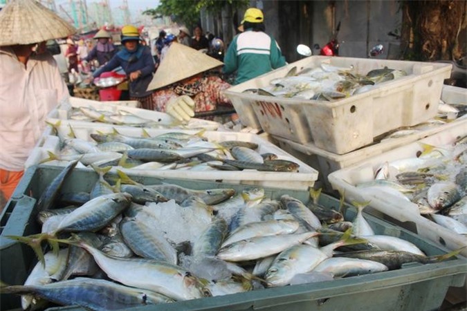 Ngoài được mùa cá hố, ngư dân còn Quỳnh Lưu trúng đậm mực tươi, cá trẳn, cá bạc má. Ảnh: Việt Hùng