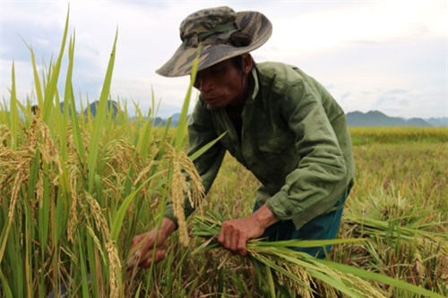 Thay đổi tập quán, sản xuất lúa hữu cơ để nuôi giấc mơ làm giàu