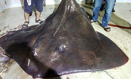 Con cá đuối nặng 450 kg được bắt gần Izmir, Thổ Nhĩ Kỳ, hồi tháng 9 năm ngoái sinh non vì sợ người. Ảnh: Ajans Haber.