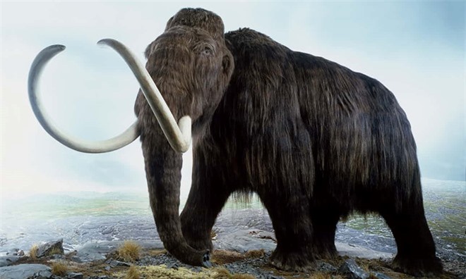 Nguyên nhân khiến voi ma mút đực biến mất hàng nghìn năm trước - 1