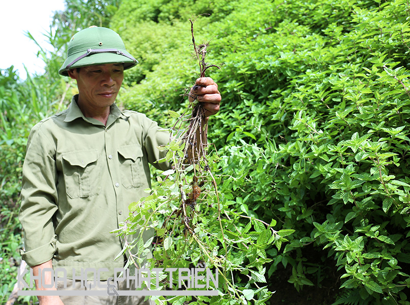 Nông dân Tràng Định thu hoạch cây thạch đen. Ảnh: Châu Long