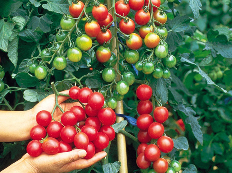 Mô hình trồng cà chua bi theo tiêu chuẩn VietGAP được xác định trong nhiệm vụ khoa học công nghệ tỉnh Kon Tum 2018.