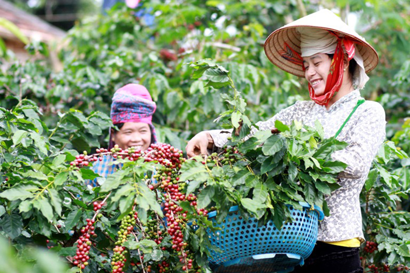 Người dân thu hoạch càphê ở Sơn La. Ảnh: Minh Anh