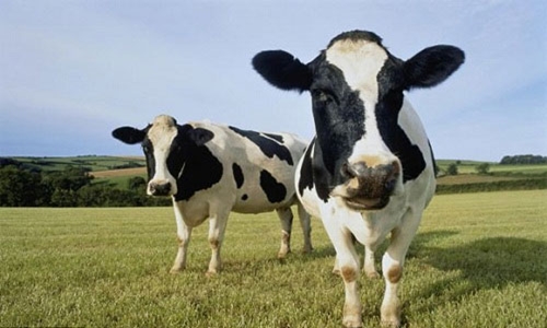 Phân bò có thể được sử dụng để sản xuất điện. Ảnh: Shutterstock.