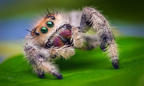 Tất cả nhện trên thế giới tiêu thụ khoảng 400 - 800 triệu tấn thức ăn mỗi năm. Ảnh: Thomas Shahan.