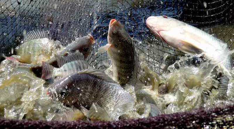 Bắc Giang hướng tới xây dựng mô hình nuôi thương phẩm cá rô phi đơn tính, cá trắm đen với tổng quy mô 4 ha