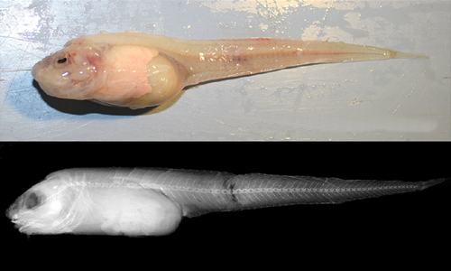Cá Pseudoliparis swirei sống ở độ sâu 8 km tại rãnh Mariana. Ảnh: Graffio Tech.