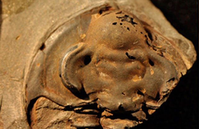 Mắt phải của hóa thạch bọ ba thùy có thể là con mắt cổ xưa nhất từng được khai quật. Ảnh: International Business Times.