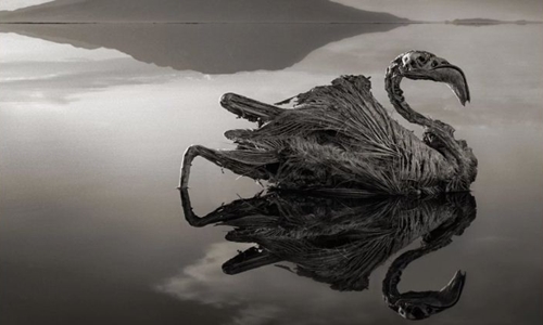 Một con hồng hạc hóa đá trên mặt hồ. Ảnh: Rick Brandt