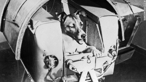 Laika, chú chó đầu tiên bay vào vũ trụ. Ảnh: Jake Wallis Simons