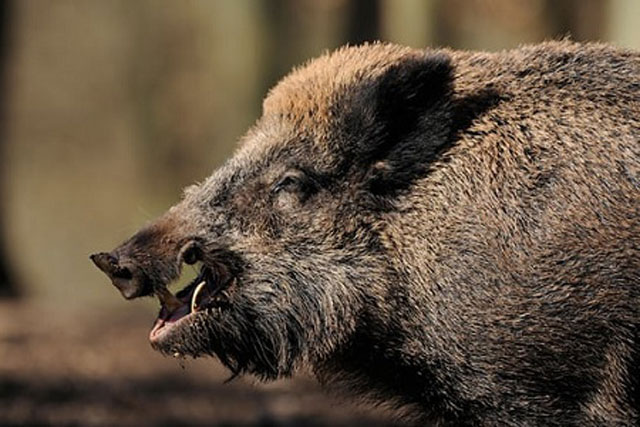 Mỗi năm có khoảng 500.000 con lợn rừng bị săn bắn ở Đức. Ảnh: Guardian.