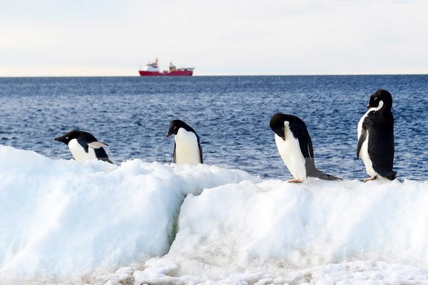 Chim cánh cụt tại Vịnh Terra Nova, Victoria Land, Nam Cực. (Nguồn: EPA/TTXVN)