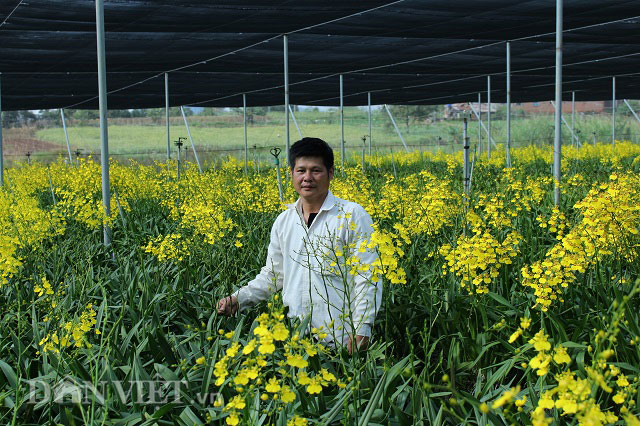 Anh Sần Quán Đường bên vườn lan Vũ nữ đang nở rộ cho thu hoạch của mình. Ảnh: Văn Long.