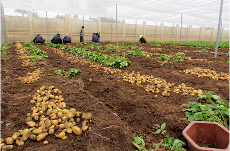 Thu hoạch khoai tây sạch bệnh tại Nam Định