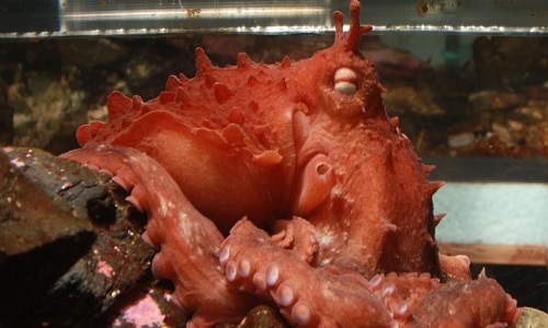 Bạch tuộc khổng lồ Thái Bình Dương có diềm xếp Ảnh: Alaska Octopus Project.