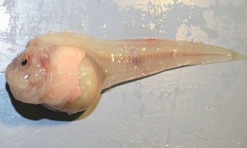 Mẫu vật cá ốc Mariana. Ảnh: Mackenzie Gerringer.