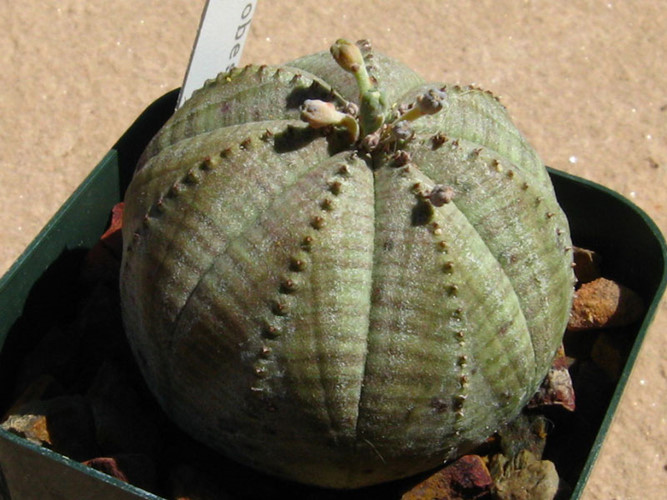 Cây bóng chày có nguồn gốc từ Nam Phi với tên khoa học là Euphorbia obesa. Ảnh Khoahocphattrien.