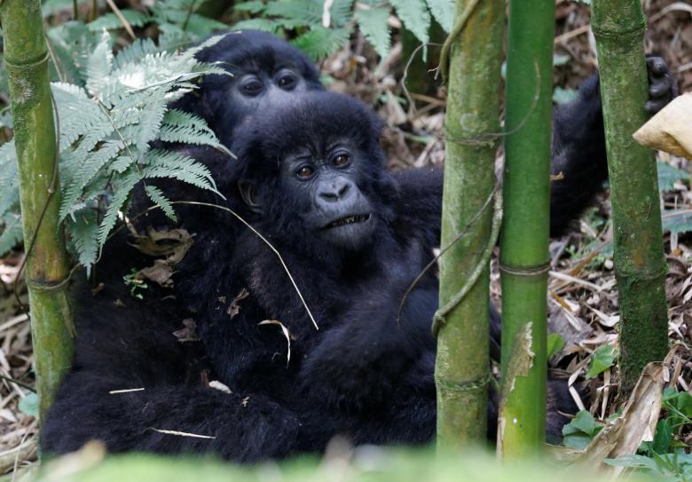 Đây là nơi lý tưởng cho du khách yêu thích mạo hiểm và chiêm ngưỡng loài khỉ đột nổi tiếng của Rwanda.