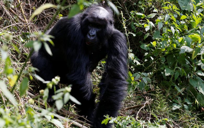 Khỉ đột Big Ben, 12 tuổi, dạo chơi bên trong vườn quốc gia.