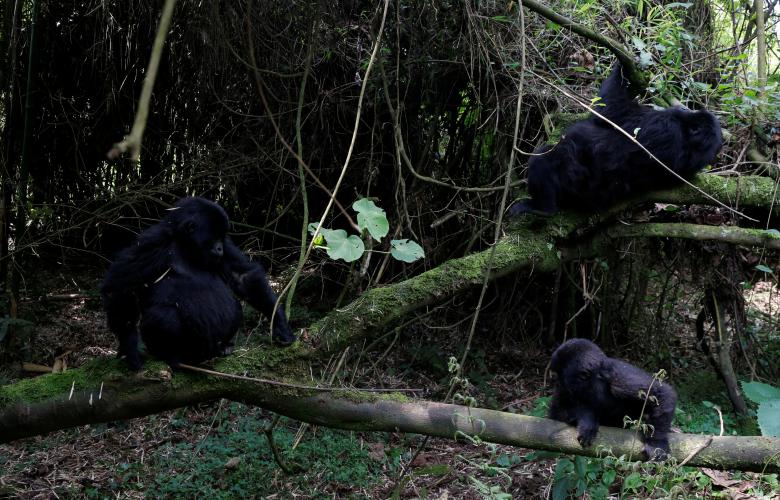 Theo các nhà tổ chức tour, giới chức Rwanda đã tăng gấp đôi giá giấy phép tham gia chương trình “Gorillaz trekking” (đi bộ khám phá đời sống tự nhiên của khỉ đột) từ 750 USD/giấy phép lên 1.500 USD/giấy phép vào năm ngoái.